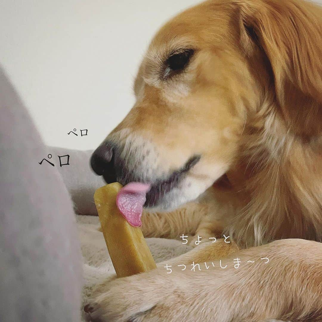 ikumiさんのインスタグラム写真 - (ikumiInstagram)「* * これはたまらん🧀✨ * * #goldenretriever#retriver#retriverlife#ゴールデンレトリバー#ゴールデンレトリバーのいる暮らし#大型犬#大型犬のいる暮らし#vivi日記3歳#viviのいる暮らし2021#ぴーすっ子 #ヒマラヤンヤクチュウ#ヒマチー #himalayanyakchew」2月9日 20時40分 - ikumi.betty_jupiter