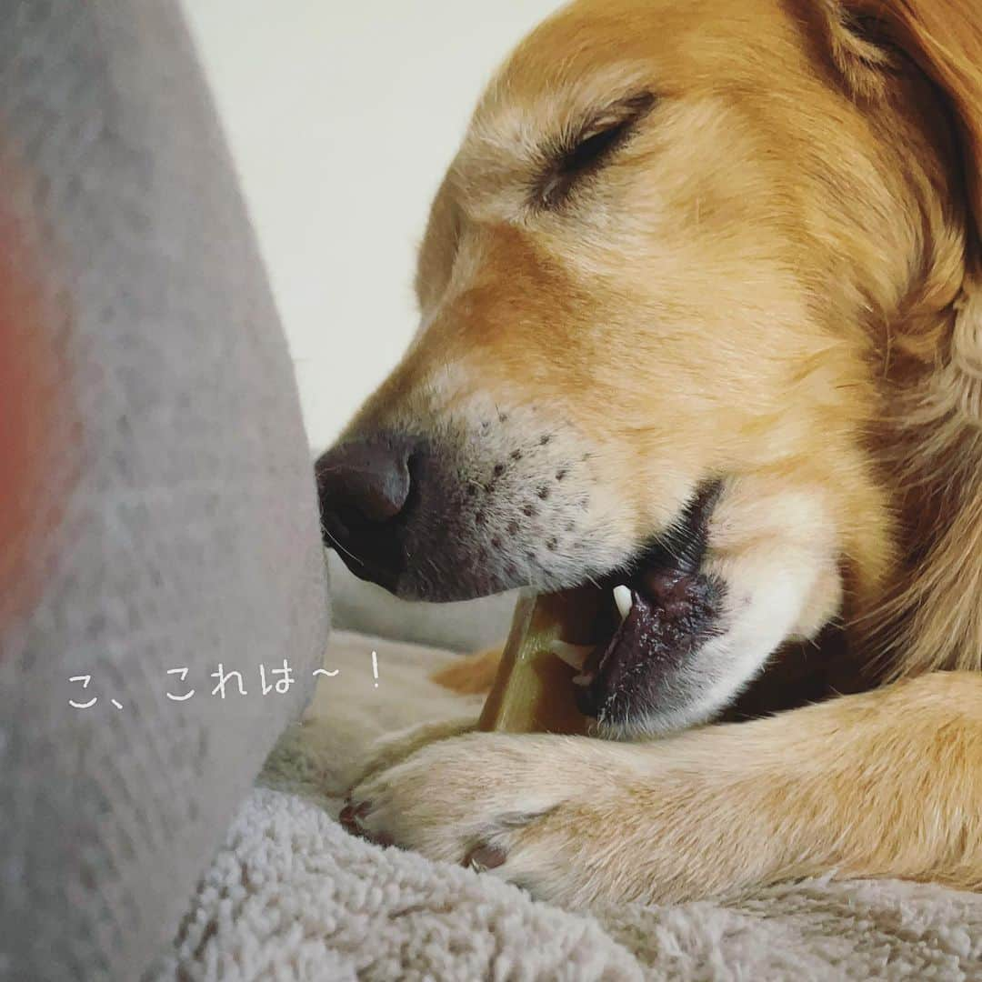 ikumiさんのインスタグラム写真 - (ikumiInstagram)「* * これはたまらん🧀✨ * * #goldenretriever#retriver#retriverlife#ゴールデンレトリバー#ゴールデンレトリバーのいる暮らし#大型犬#大型犬のいる暮らし#vivi日記3歳#viviのいる暮らし2021#ぴーすっ子 #ヒマラヤンヤクチュウ#ヒマチー #himalayanyakchew」2月9日 20時40分 - ikumi.betty_jupiter