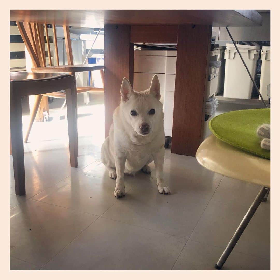 パンといっぴきのインスタグラム：「#元保護犬 #雑種犬 #crossbreed #mixdog #キップル14歳」