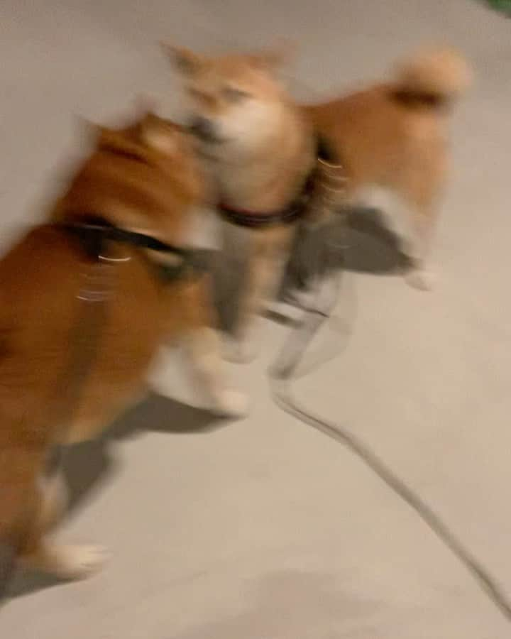 shibainu berryのインスタグラム