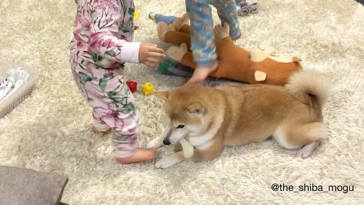 Moguのインスタグラム：「. 骨で遊んでいたら邪魔しに来た子分②からもぐを守る子分①なの。 👧Leave Mogu chan alone. She wants to have fun by herself. #サンキューなの . @the_shiba_mogu  #柴犬 #shibainu #shiba#赤柴 #redshiba#犬 #dog#しばいぬ#nannydog#犬と子供#子供と犬#柴犬と子供#柴#赤ちゃんと犬#犬と赤ちゃん#柴犬と赤ちゃん#赤ちゃんと柴犬#柴犬のいる暮らし#子守犬」