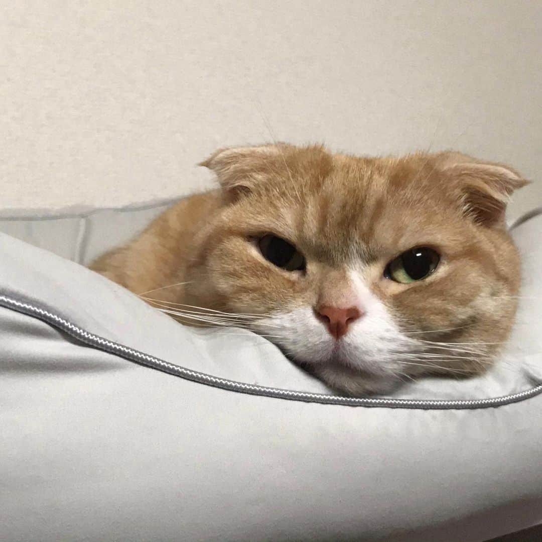 かんちゃんのインスタグラム：「． ． おやすみにゃ〜ん🥱💤 ． ． #スコティッシュフォールド #猫  #cat  #cats #ねこ #ネコ #札幌 #sapporo」