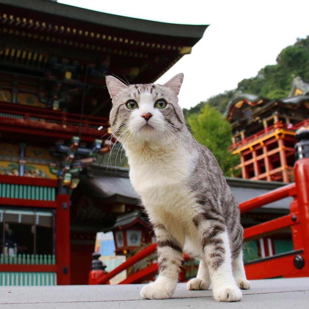 Nyankichi Noranekoさんのインスタグラム写真 - (Nyankichi NoranekoInstagram)「佐賀県鹿島市にある祐徳稲荷神社⛩ @yutokuinari.shrine は、日本三大稲荷の一つにゃり😸  在佐賀縣鹿島市祐徳稻荷神社⛩️ @yutokuinari.shrine , 是日本三大稻荷的其中之一喵哩😸  The Yutokuinari Shrine ⛩️in the Kashima Shi, Saga Prefecture @yutokuinari.shrine, is one of the three major Japan's Inari Shrines meow😸  #猫 #고양이 #แมว #貓 #кошка #qata #chat #ニャンスタグラム #にゃんすたぐらむ #gato #喵星人 #ねこ部 #旅猫 #動物 #ねこのきもち #ニャン吉 #kawaii #保護猫 #イケニャン #japan #猫写真 #ねこ #mèo #kucing #ネコ #旅貓 #祐徳稲荷神社 #佐賀 #saga」2月9日 21時46分 - noraneko_nyankichi