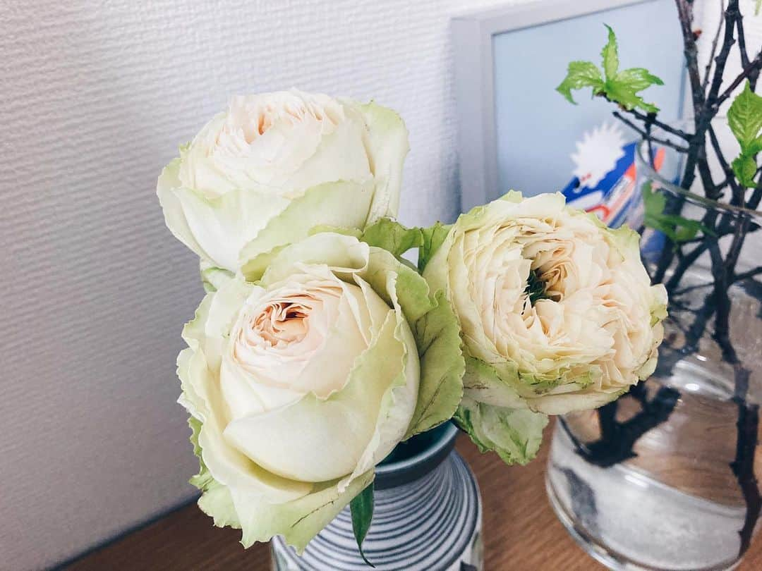 藤野可織さんのインスタグラム写真 - (藤野可織Instagram)「いま飾ってる薔薇、見れば見るほどキャベツ。」2月9日 21時41分 - fujinono