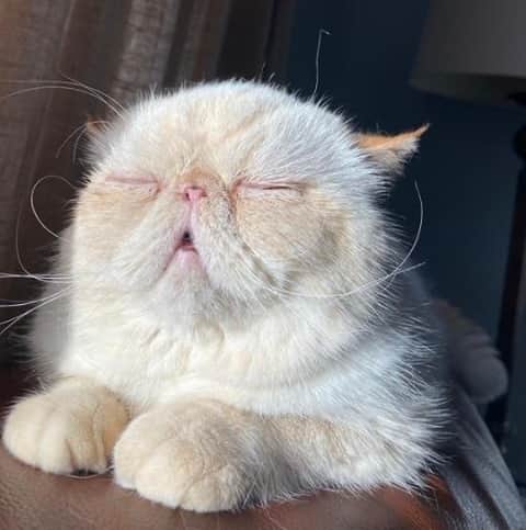 Cats of Instagramさんのインスタグラム写真 - (Cats of InstagramInstagram)「From @exoticshorthairaxel: "And he was snoring ❤️" #catsofinstagram」2月9日 22時01分 - cats_of_instagram