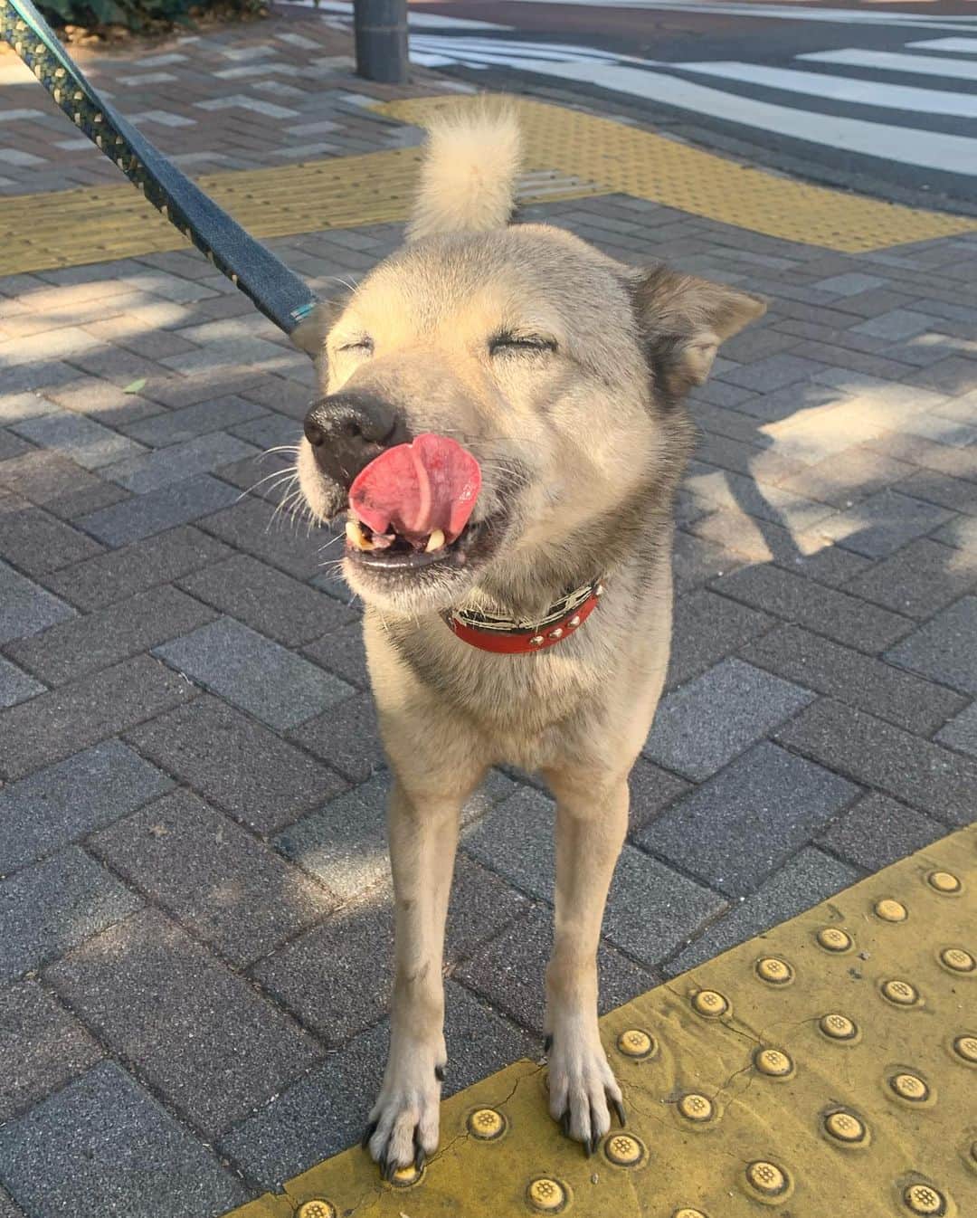 坂本美雨さんのインスタグラム写真 - (坂本美雨Instagram)「かわいいかわいい本日のカンちゃん。 最近は、たむちゃん @_tamurapan_ が一緒にお散歩してくれて、こだくんとカンちゃん一緒に歩けたりするのが楽しい。 春はもうすぐ。 #ミグノン #里親募集中 #保護犬 @petmignon」2月9日 22時23分 - miu_sakamoto
