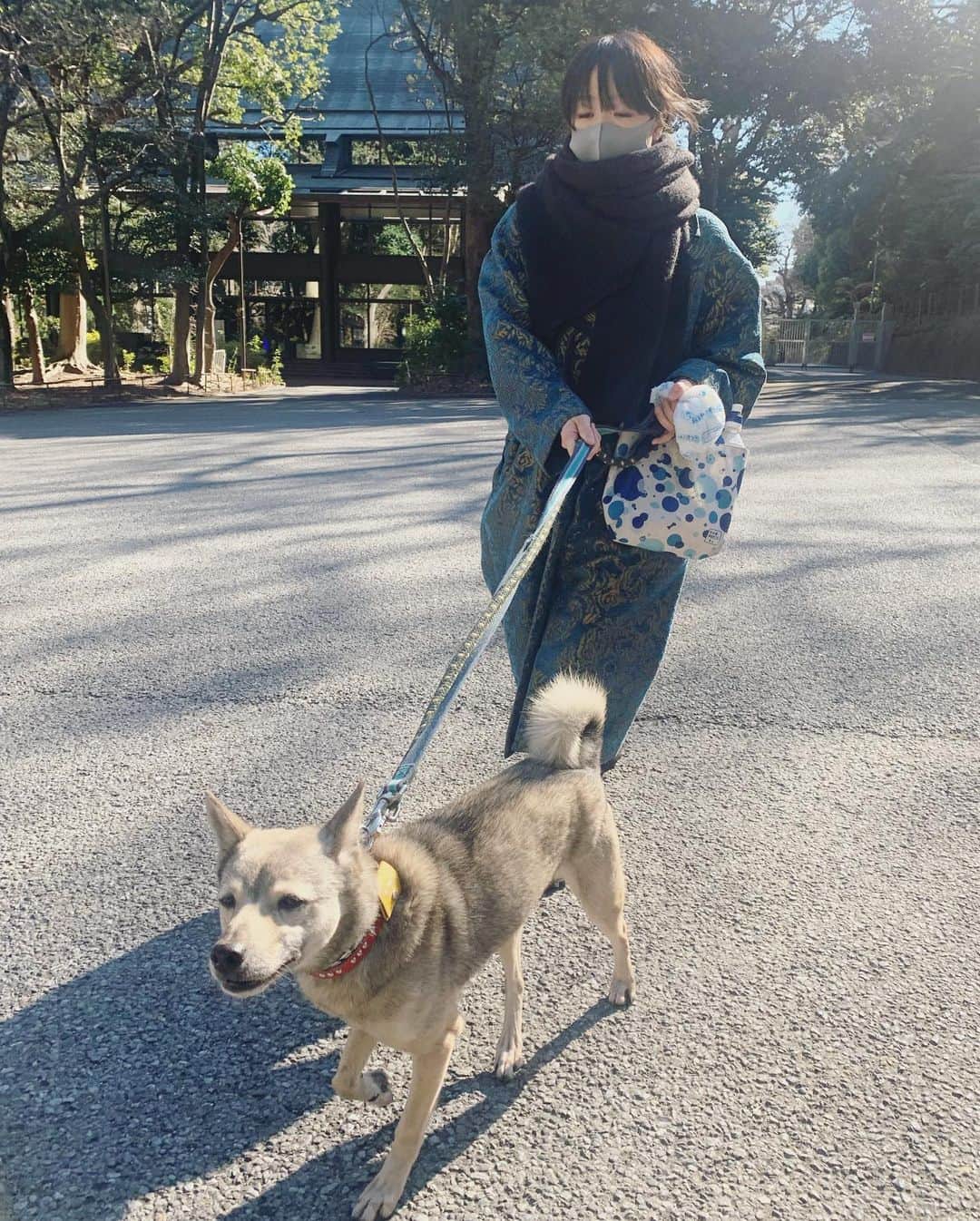坂本美雨さんのインスタグラム写真 - (坂本美雨Instagram)「かわいいかわいい本日のカンちゃん。 最近は、たむちゃん @_tamurapan_ が一緒にお散歩してくれて、こだくんとカンちゃん一緒に歩けたりするのが楽しい。 春はもうすぐ。 #ミグノン #里親募集中 #保護犬 @petmignon」2月9日 22時23分 - miu_sakamoto