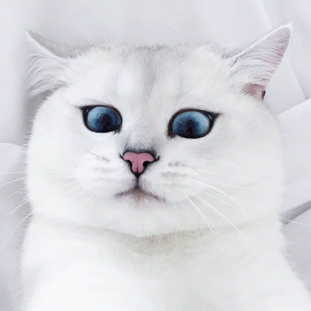 コビーのインスタグラム：「Think cats can’t take selfies? Think again.」