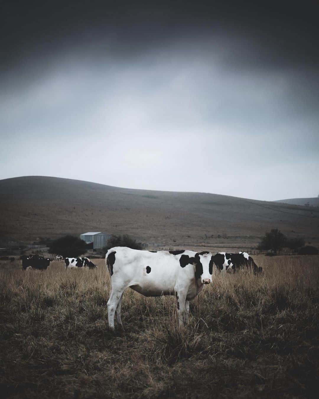 instagoodのインスタグラム：「@itstrevorstone What’re you lookin at? 🐮」