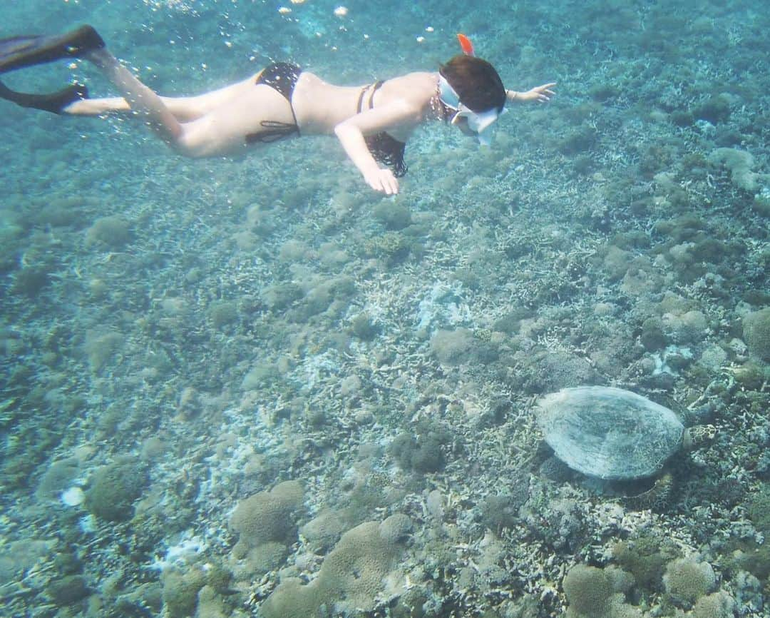 上本昌代のインスタグラム：「お手伝いして、海で遊んで、海亀と泳いで🐢 夕日を見てビンタンビールを飲んで… 足を傷だらけにして、メイクもせずこんがりと日焼けしてとても充実したギリアイル島の日々🏝 ロンボク島から一番近い島なので地元の方も多く住んでいて自然もそのままでた〜くさん。 普通に牛や馬もウロウロしてるし、車は禁止なので交通手段は自転車か馬車！🐴🐮 私の滞在先はシャワーとトイレが半露天で夜は虫に怯えたけど😱数日で鍛えられとても良い経験になりました😌 ギリトラワンガン島にも2日だけ滞在しましたがパーティーに行かない私にはギリアイルがとても居心地が良かったな☺️  #ギリ島 #giliair #ギリアイル #gilitrawangan #gili #indonesia #lombok #ロンボク島 #海亀 #gopro #seaturtle #🐢 #素潜り #素潜り専門 #海好き #泳ぎたい #schnorcheln #ひとり旅 #solotravel #旅上手 #memories #2019」