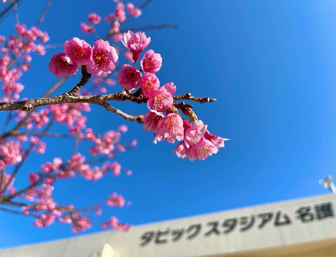 福田太郎のインスタグラム：「⚾️🌸 沖縄の　桜が告げる　球の春 コタロー　心の一句☺️ ⠀ ついに対外試合がスタート！ #野村佑希 選手が2安打2打点の虎狩り🐯 パワーアップの成果を感じているようです。 ⠀ #ルーキー #伊藤大海 投手がバッピ登板！ #西川遥輝  選手 #大田泰示 選手の１・２番コンビに力投！ ⠀ まさに #球春到来 です😊 #沖縄 #名護 #桜 #満開 #もう春ですね  たぶん #カンヒザクラ 🌸 ⠀ #北海道日本ハムファイターズ  #01karat #ファイターズ #沖縄キャンプ #lovefighters  #HTB #イチモニ！#アナウンサー #福田太郎」