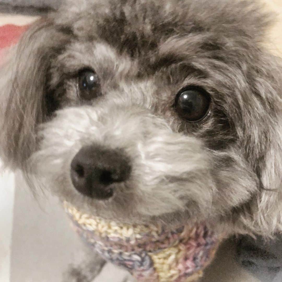冴木エリカのインスタグラム：「﻿ ﻿ はい、可愛い〜🥺🥺🥺﻿ ﻿ ﻿ ﻿ ﻿ ﻿ ﻿ ﻿ ﻿ ﻿ ﻿ ﻿ ﻿ ﻿ #愛犬との暮らし#愛犬﻿ #ティーカッププードル ﻿ #グレー#teacuppoodle ﻿ #毎日に感謝#生きてるだけで幸せ﻿ #生きてれば良い事もある ﻿」