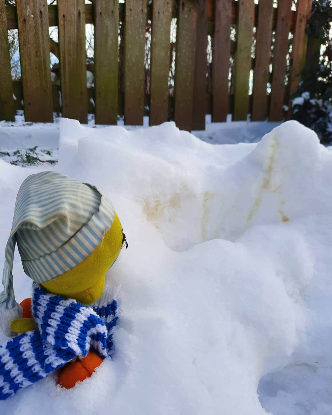 Little Yellow Birdさんのインスタグラム写真 - (Little Yellow BirdInstagram)「Instead of a treat, I'll share some excellent advise with you all for this #honeygroveteapartytuesday! Valuable and wise advise that'll save you a lot of trouble: Don't eat the yellow snow!! #littleyellowbird #tweety #tweetykweelapis #adventures #yellow #bird #tuesday #snow #yellowsnow #donteattheyellowsnow #goodadvise #advise #winter #february #winterwonderland #sneeuw #stuffedanimalsofinstagram #plushiesofinstagram」2月9日 22時50分 - tweetykweelapis