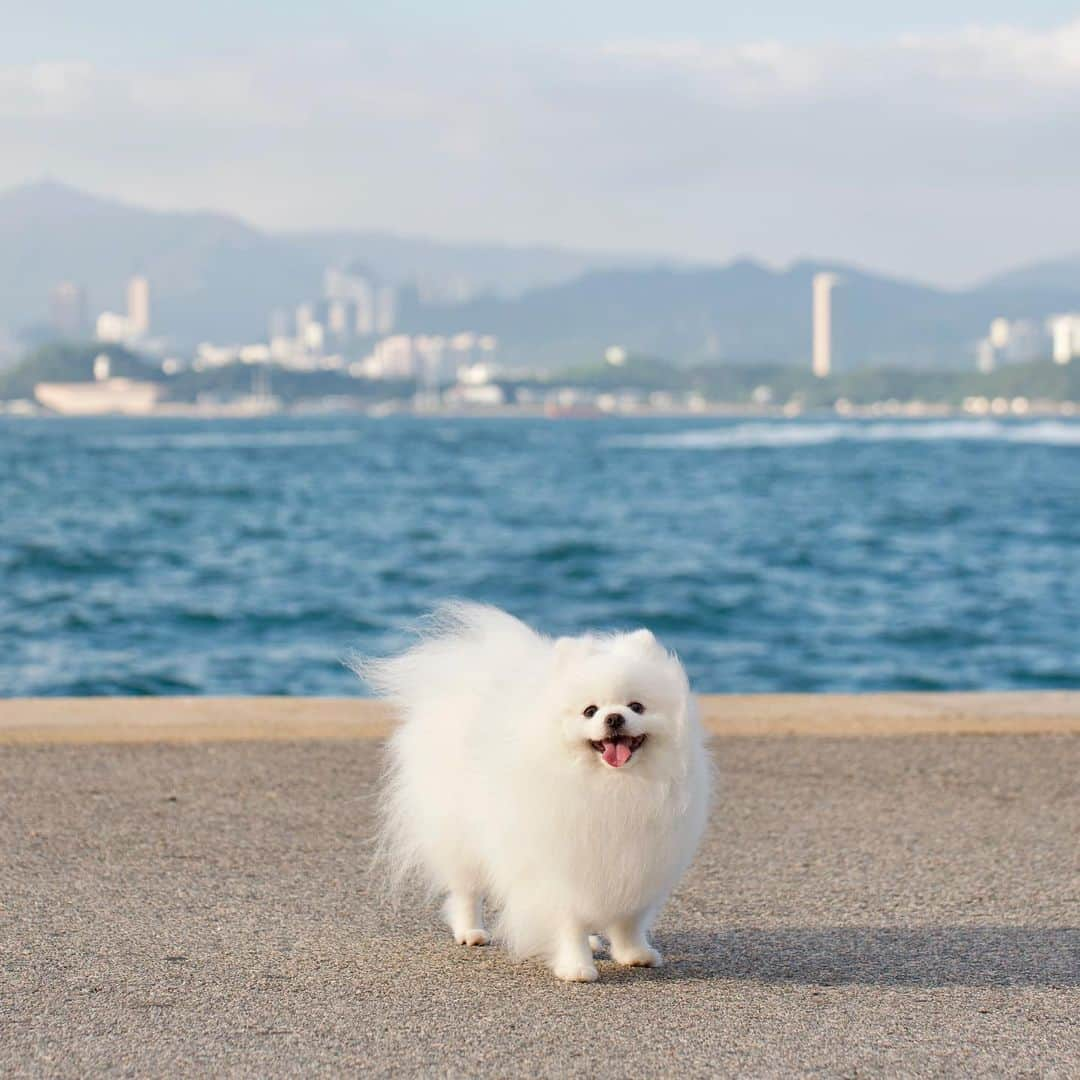 Mochi the Orkyehのインスタグラム：「When your vet says you’re overweight and you’re trying to play it off as “it’s not fat, it’s just fluff” but your mom is not falling for it! 🥺 My diet has me 120 g lighter but still got to shed more 😭 #welp #struggles #weightlossjourney #weightloss」