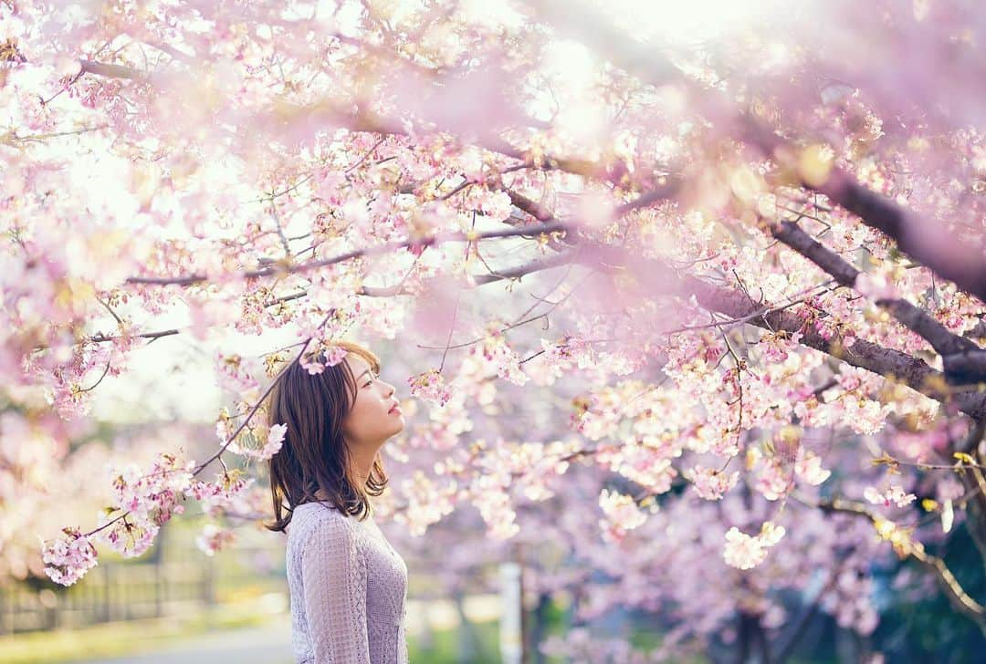 Najiiのインスタグラム：「Bloom - - 河津桜 - - #instagramjapan #tokyo_grapher  #tokyocameraclub #東京カメラ部 #mycanon #canonasia #photo_shorttrip #lovers_nippon #pics_jp #visitjapanjp #unknownjapan #thediscoverer #sakura #cherrytree #blossom #桜 河津桜 #eos #my_eos_photo  #kyoto #京都」