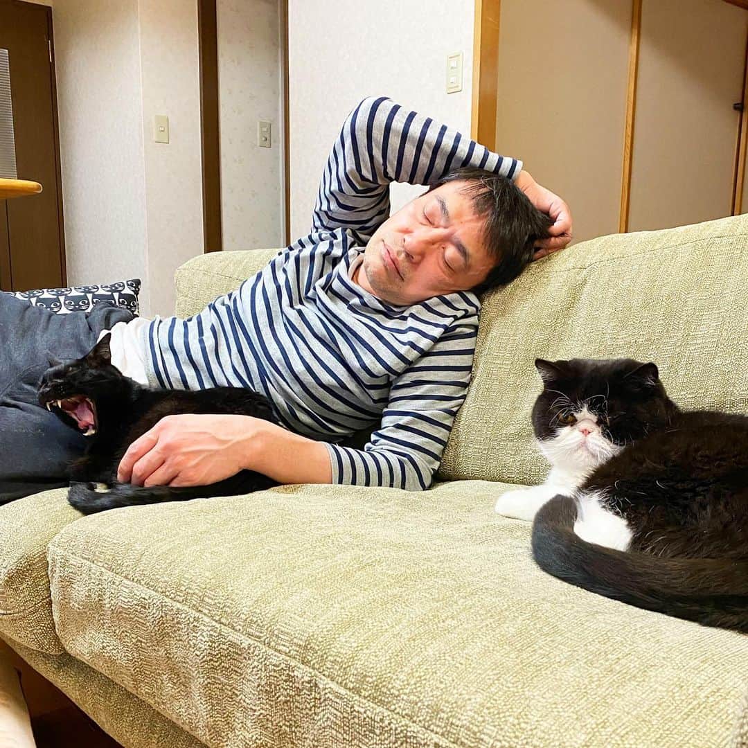 nemuru_catのインスタグラム：「#ルーク#ベム#眠る夫  ソファーで寝ようの会💤 * #ねこ部#cat#cats#neko#猫#catsofinstagram#bestmeow#catlover#ふわもこ部#エキゾチックショートヘア#exoticshorthair#はちわれ#黒猫」
