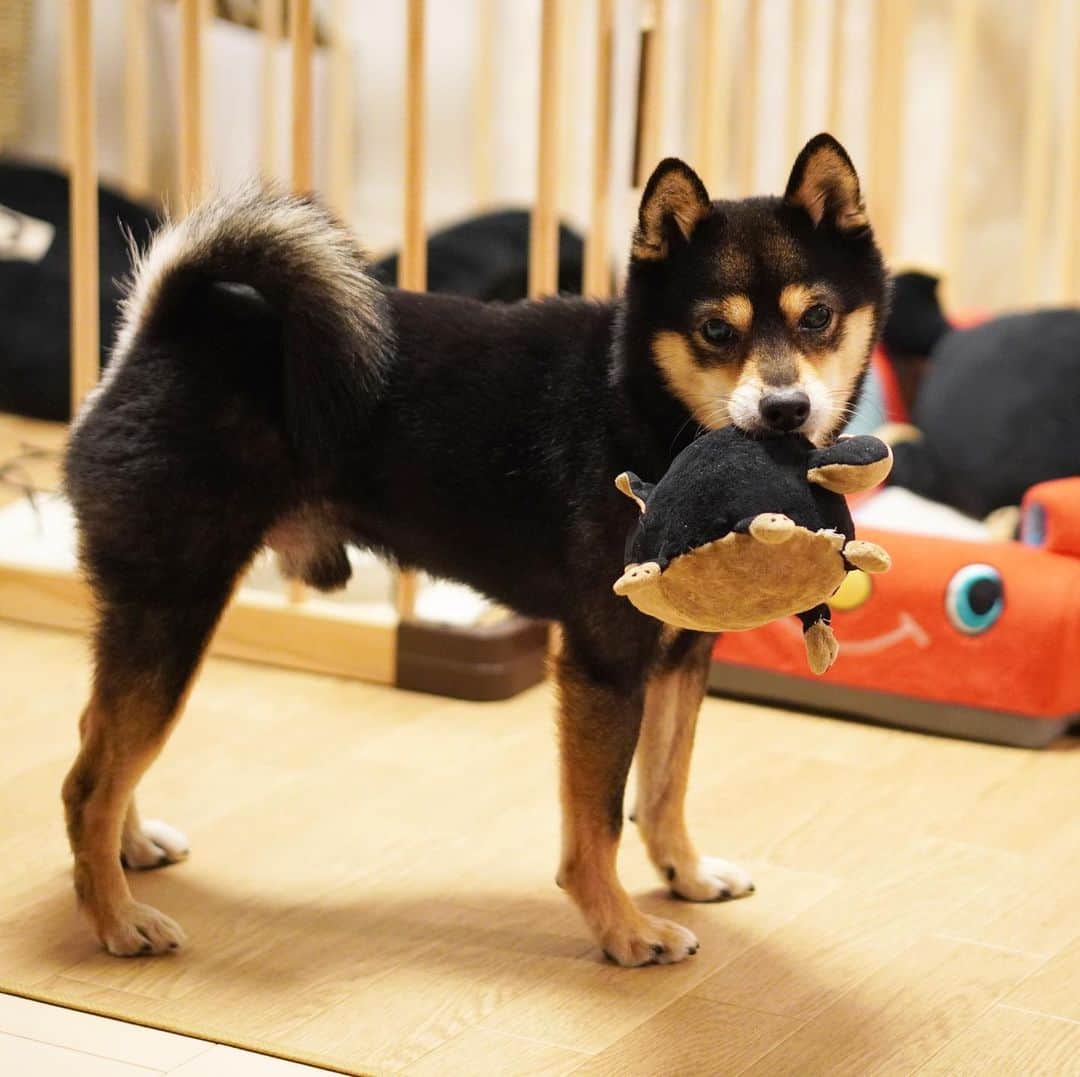 黒豆柴こむぎのインスタグラム