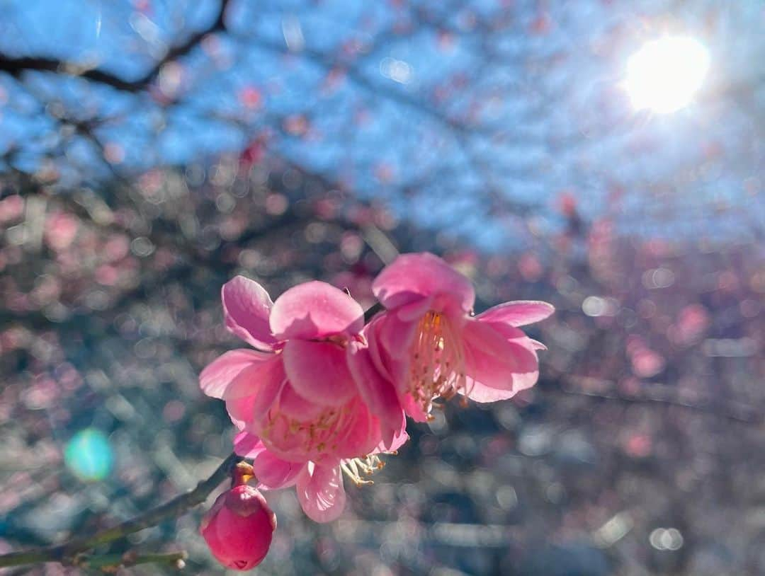 片桐千晶さんのインスタグラム写真 - (片桐千晶Instagram)「⁑ 早朝4時に起きて初めての高尾。 登山ではなく収録でした🎥 都心よりもずっとずっと寒かった〜🤣🍃  梅の花が綺麗に咲いててほっとしました。 寒くても春近し🌸  #高尾山 #次は登りたい」2月9日 23時41分 - chiaki.katagiri333