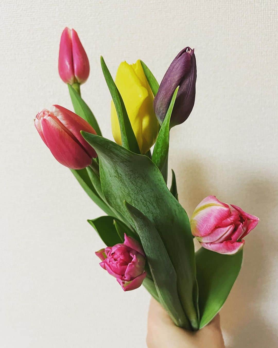 清浦夏実のインスタグラム：「チューリップ🌷 #花 #flowers #お花のある暮らし #チューリップ #咲いた #花瓶  #ギネス #guinness #かわいい お部屋が暖かいから1日で蕾が開いてしまった。飾るだけでものすごく春っぽい。単色で揃えてもまとまりが出てかわいいだろうな。フラワーアレンジメントなのか、お花を綺麗に飾る技術を身につけたくなってきました。花道は昔ほんの少しやっていたけれど立体で魅せるのが難しかった記憶があります。 テーブルに飾るサイズの、ちょうどいい花瓶がないのでいつも家にあるものを使っています。今回はギネス。笑」