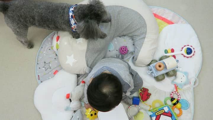 Mai Wakimizuのインスタグラム：「お風呂前のひと遊びタイム♡ピンクのボールを息子に投げて欲しいカプリと、もちろん投げることなんて出来ないしそもそも投げるつもりもない息子。2人の自由っぷりが見れる動画です♡笑 #赤ちゃんと犬#生後6ヶ月#愛犬カプリ#トイプードル」