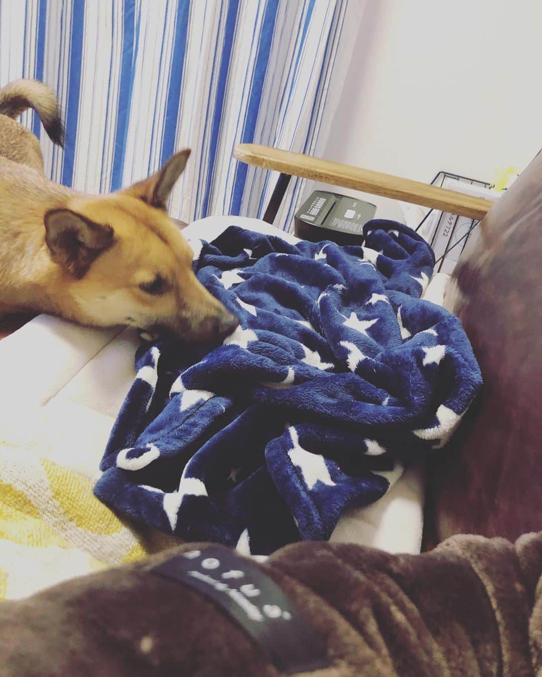 佐々木海のインスタグラム：「あまりにもおやつの要求がひどいのでちょっと意地悪しました😈 おやつないのにあるフリ😂 私「ここにあるよー」 どこどこー？ ないやん！ でもある気がする…… ここ？ こっちか？ ここか！ ないやん！！！ #犬 #イヌ #イヌスタグラム #いぬすたぐらむ #犬バカ部 #いぬばか部 #ふわもこ部 #いぬら部 #犬のいる暮らし #保護犬 #元野犬 #雑種 #雑種犬 #ビビり犬 #里親 #保護犬を家族に #保護犬を飼おう #殺処分ゼロ #dog #dogs #dogstagram #doglove #doglover #doglovers #doglife #dogslife #rescuedog #rescueddog」