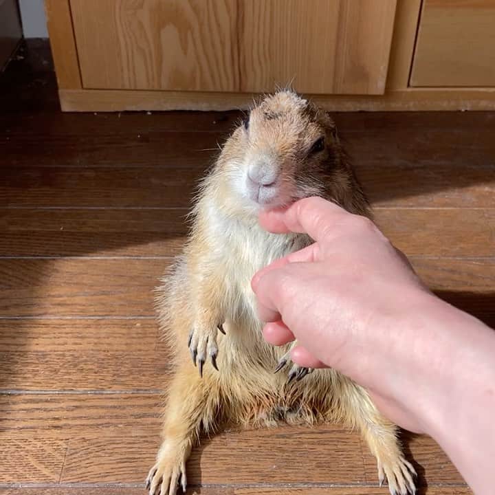 cocoのインスタグラム：「ぽかぽか🌞 #Sobaちゃん」