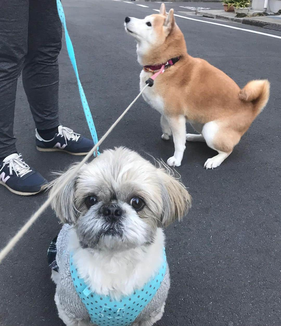 柴犬のモモのインスタグラム：「おはようございます。ちょこ太君とお姉さんに会えました #いぬ #イヌ #犬 #柴犬 #赤柴 #日本犬 #犬バカ部 #ふわもこ部 #いぬら部 #癒しわんこ #柴犬マニア #犬のいる暮らし #口角キュキュッと部 #shiba #shibainu #shibadog #dogstagram #dogsofinstagram #shibastagram #shibasofinstagram #shibamania #inu #instadog #toyota_dog」