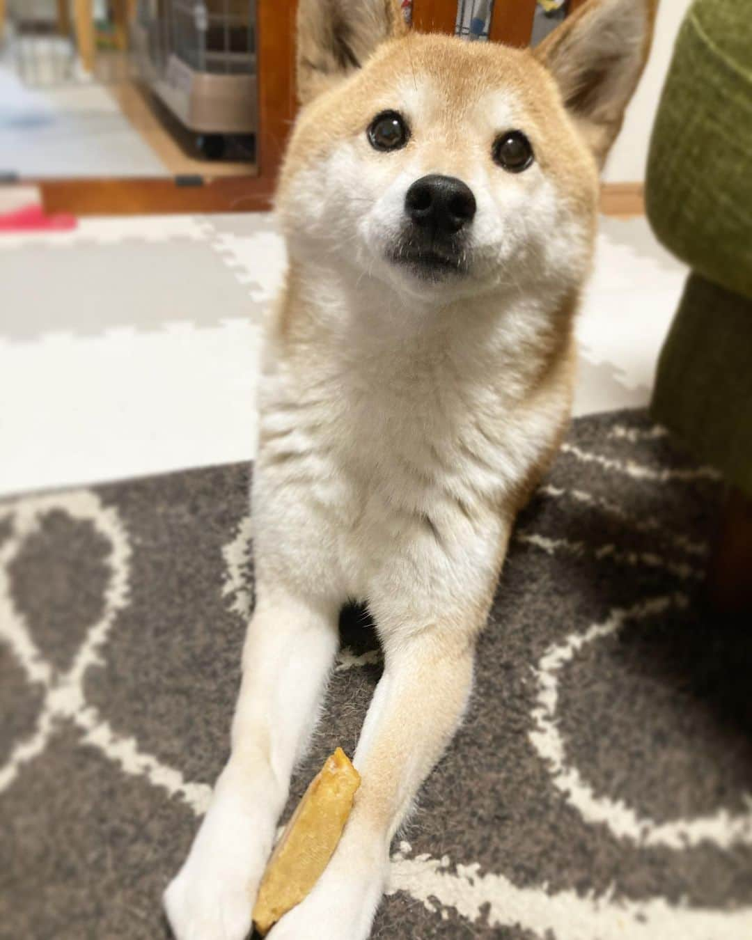 ゆもこのインスタグラム：「「散歩して〜ヨーグルト食べて〜ガム食べてからのガジガジだよ〜」 朝のルーティンを終えて満足そうにヒマチーをガジガジしております😋 今日はチビちゃんに持ってもらおうと運びましたが、遊ぶのに忙しくて構ってもらえませんでした😂 なので仕方なく自分で持ってガジガジしてます😅 自分でできるけど、誰かに持ってもらいたいらしい🤣 ※ ※ ※ #dogsofinstagram #日本犬 #柴犬 #柴 #赤柴 #shiba #犬バカ部 #ふわもこ部 #柴犬マニア #しば #shibadog #sibainu #ひより日和 #柴女子 #shibagram #worldofcutepets #cutedog #doglover #shibastagram #いぬら部 #柴犬ひより #peco犬部 #いぬのきもち #ヒマチー」