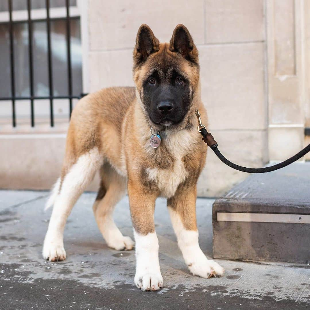 The Dogistさんのインスタグラム写真 - (The DogistInstagram)「Beau, American Akita (4 m/o), 12th & Greenwich St., New York, NY • “He’s very sweet and very shy. My last Akita, Dolce, passed in December – you photographed him twice. He was well loved in the neighborhood.” RIP Dolce」2月10日 9時15分 - thedogist