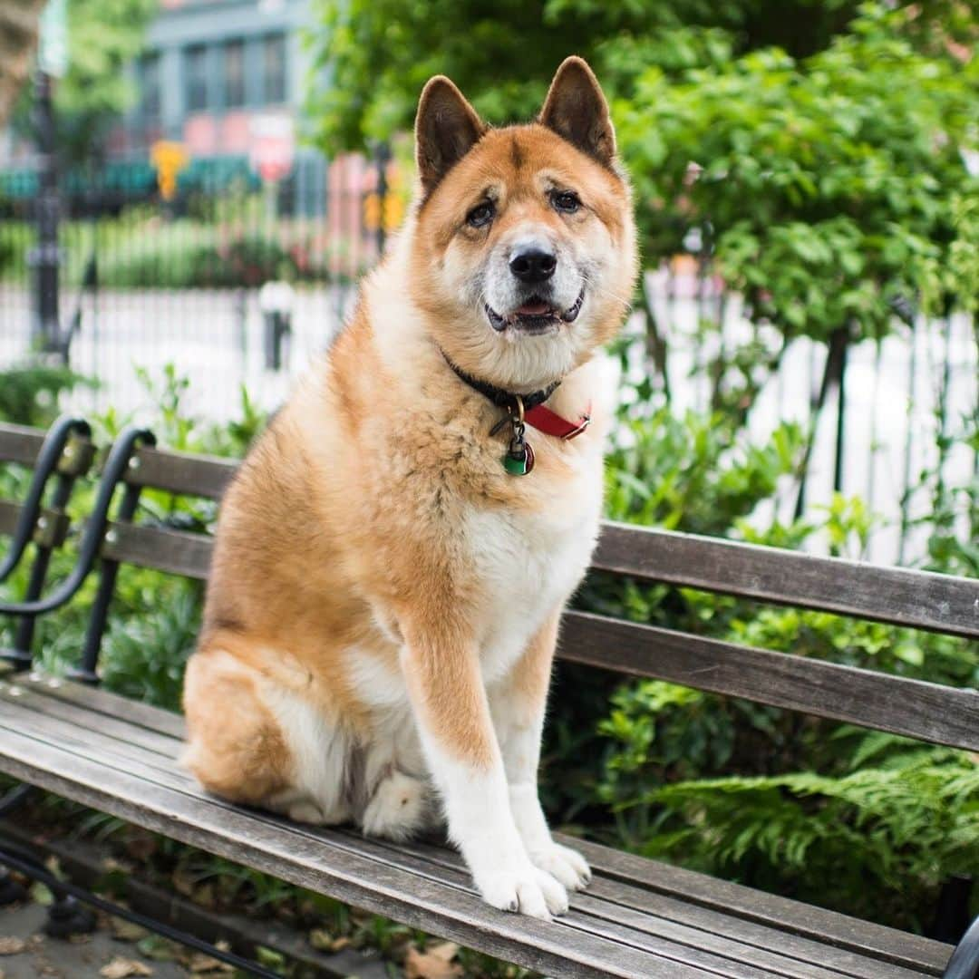 The Dogistさんのインスタグラム写真 - (The DogistInstagram)「Beau, American Akita (4 m/o), 12th & Greenwich St., New York, NY • “He’s very sweet and very shy. My last Akita, Dolce, passed in December – you photographed him twice. He was well loved in the neighborhood.” RIP Dolce」2月10日 9時15分 - thedogist