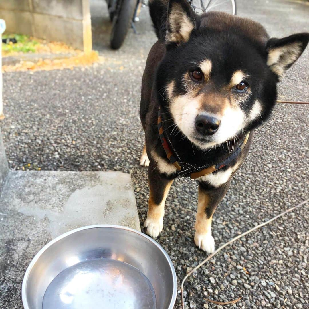 小川博永さんのインスタグラム写真 - (小川博永Instagram)「久しぶりに水が凍ってた。春はまだか。  #今朝まる #ししまる #dog #dogs #柴犬 #黒柴」2月10日 9時20分 - ogawahironaga