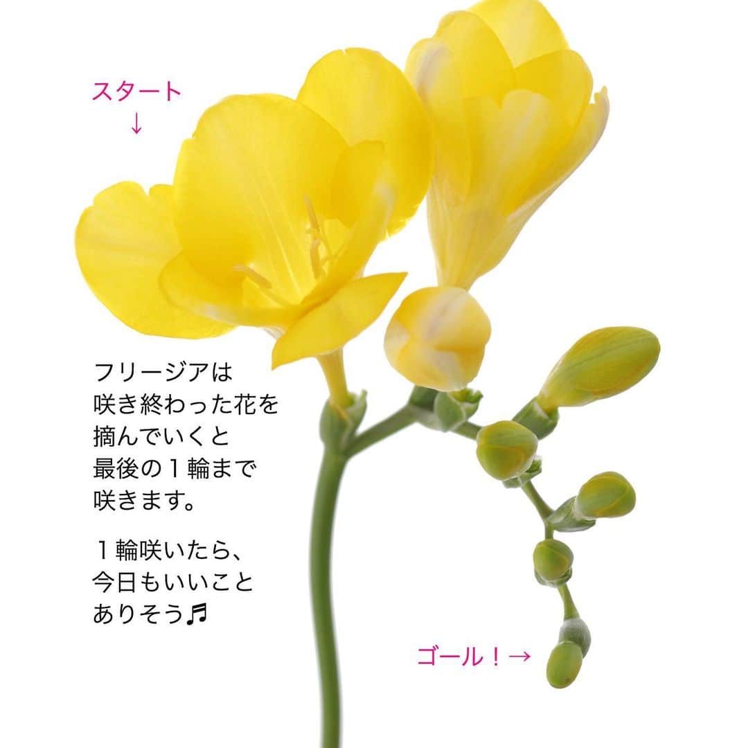 雑誌『花時間』さんのインスタグラム写真 - (雑誌『花時間』Instagram)「おはようございます。この花は何かわかりますか？﻿ ﻿ そうそう、フリージアちゃん♬﻿ ﻿ 黄色や白のお花の﻿ イメージのフリージアにも﻿ こんなにかわいい色の子が﻿ いるんです。﻿ ﻿ 生まれ故郷は﻿ 北陸・石川。﻿ ﻿ 「エアリーフローラ」という﻿ シリーズのフリージアなんです。﻿ ﻿ ふわりと軽やかに香り、﻿ 花名には、﻿ 優雅な春の女神という意味も﻿ 込められているんですって。﻿ ﻿ エアリー姉妹でなくても﻿ バレンタインには﻿ 友人や家族に﻿ フリージアを贈ってみて。﻿ ﻿ 花言葉は希望。﻿ ﻿ 花がひとつ咲くたびに… ﻿ 今日もいいことがありそう！﻿ なーんて気持ちに なってもらえるでしょ。  お友だちには 咲き終わった花がらを 摘むことも教えてあげて。﻿ ﻿ では、本日も元気smile😊😊😊で﻿ 頑張りましょう！ by ピーターパン﻿  写真 @satomi.ochiai78  #flowers #flowerslovers #flowerstagram #flowerarrangement  #花時間 #花時間2021  #花好き #花藝 #花好きな人と繋がりたい #花が好きな人と繋がりたい #花のある生活 #お花のある暮らし #花を飾る #花を飾る生活  #フリージア #バレンタインデー #立春 #フラワーバレンタイン #freesia #香りのある暮らし  #おうち時間を楽しむ #きれいな花 #春よ来い  #春待ち #ビタミンf #花屋さんへ行こう」2月10日 9時36分 - hanajikan_magazine