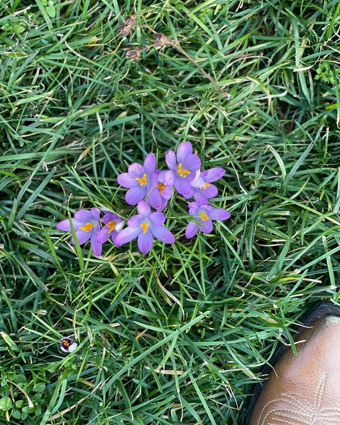 アリシア・ウィットさんのインスタグラム写真 - (アリシア・ウィットInstagram)「spring.... hasn’t yet sprung. but today, it felt closer! 💜 #shelbypark #eastnashville @theimportanceofbeingernesth 🐾」2月10日 9時28分 - aliciawitty