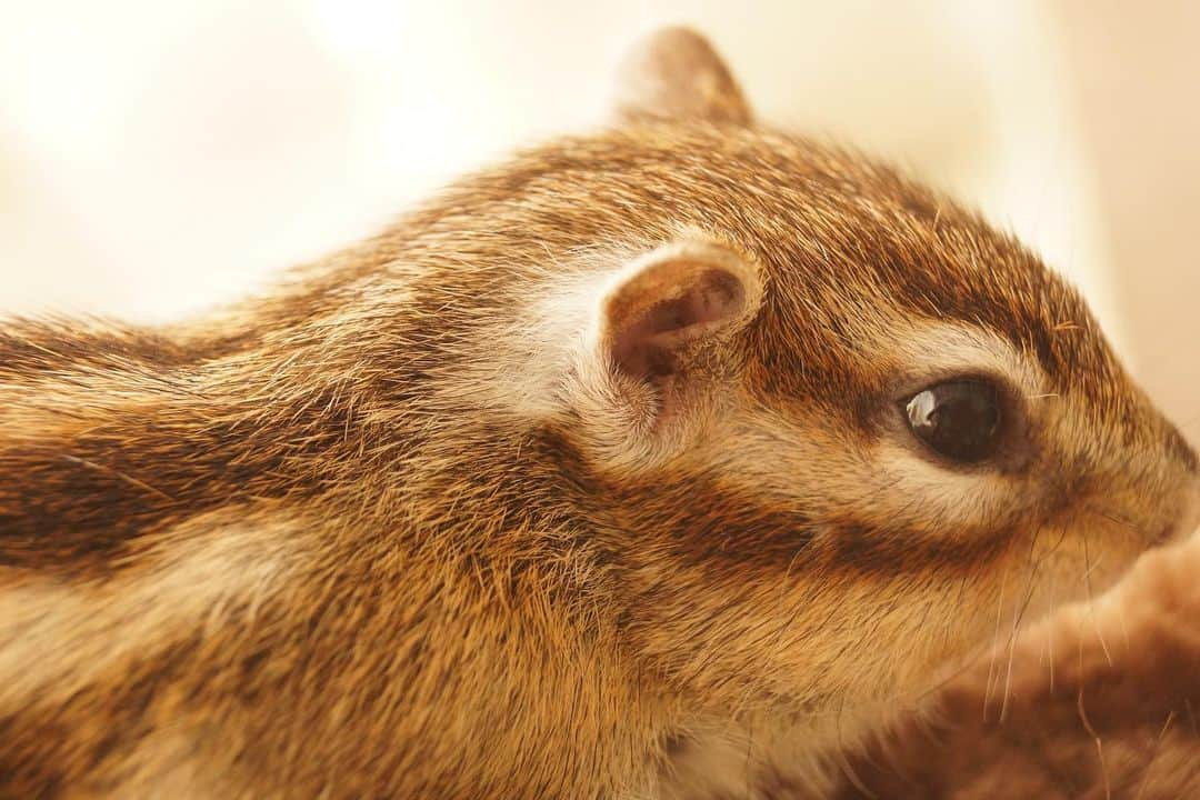 ビッケ & トッドさんのインスタグラム写真 - (ビッケ & トッドInstagram)「#Tod Love your white hair.  耳の後ろの白い毛♡  #chipmunk #シマリス #リス」2月10日 9時34分 - bikke_the_chip