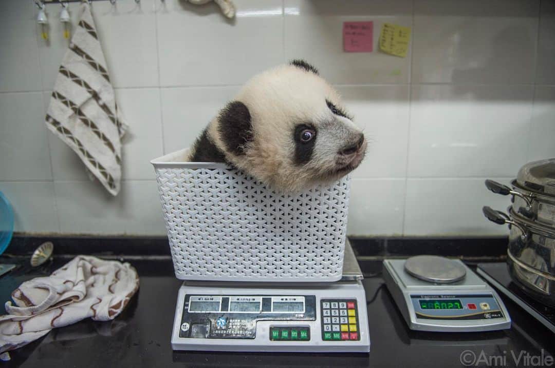 thephotosocietyさんのインスタグラム写真 - (thephotosocietyInstagram)「Photo by @amivitale // A cub gets weighed at Bifengxia Panda Base in Sichuan Province, China. In the wild, once they’ve grown to adulthood, female pandas may weigh up to 220 pounds and males up to 250 pounds, and they’ll range from four to six feet long.  My book, Panda Love, features my long-term work on these adorable ambassadors made on assignment for @natgeo. See more on my feed @amivitale. ⠀⠀⠀⠀⠀⠀⠀⠀ #panda #pandas #babypanda #pandamonium #ipanda #giantpanda #pandacub #endangered #china #conservation #savetheplanet #photojournalism #amivitale #empathyiseverything」2月10日 9時39分 - thephotosociety