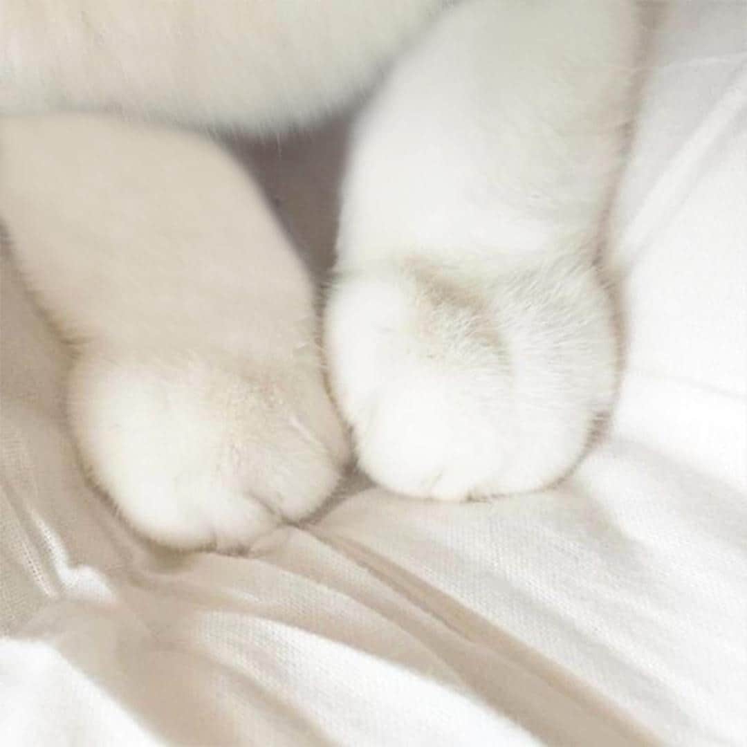 スプレンディドのインスタグラム：「Just how soft is our Eco Supersoft?? THIS soft. ☁️⁠」