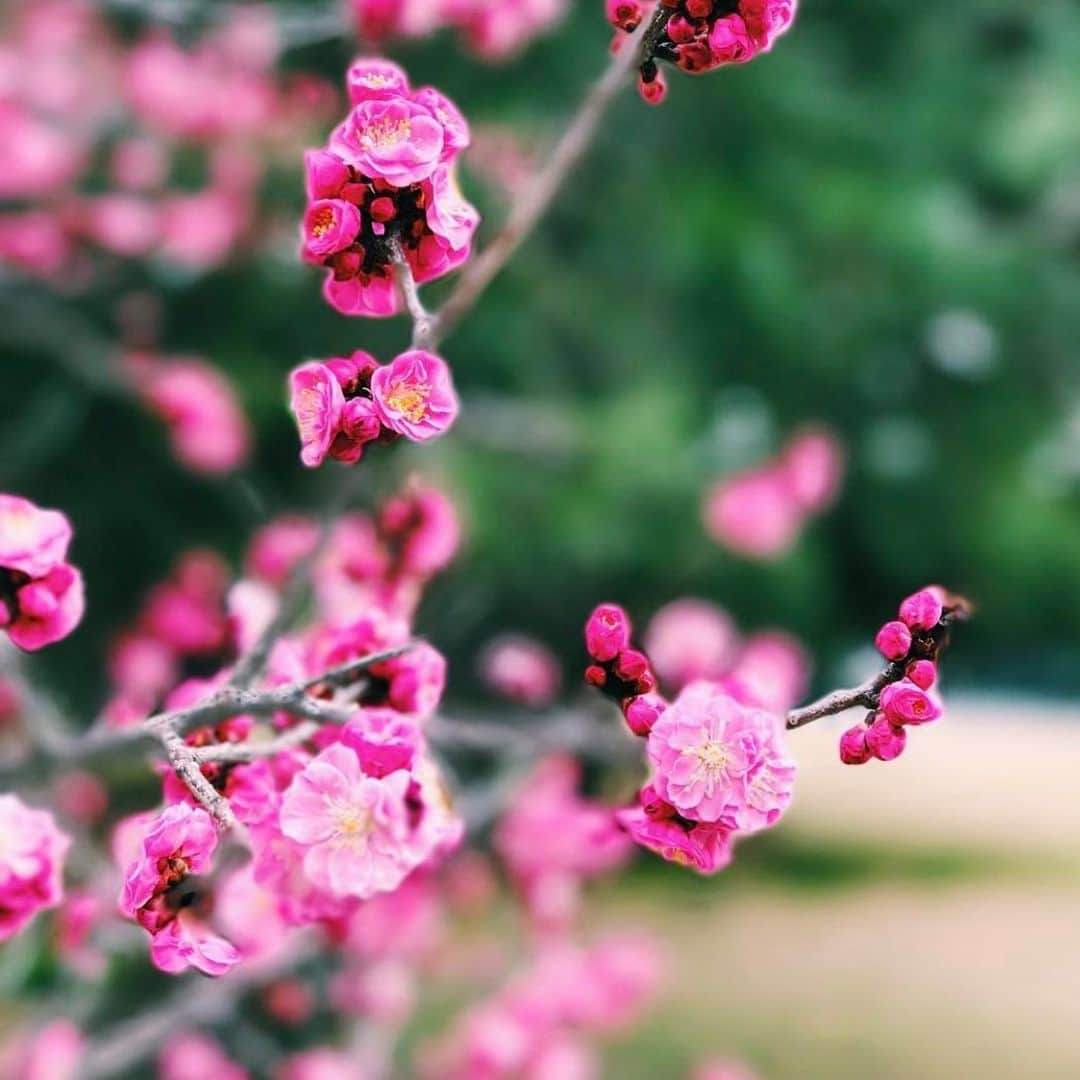 大出千尋のインスタグラム：「. 🌸💓 . . . #桜 #梅 #cherryblossom」