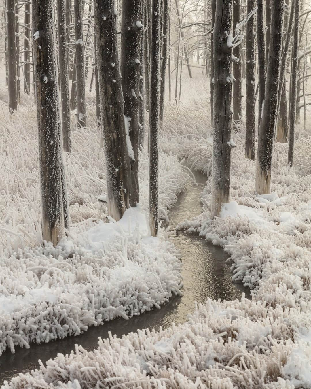 アメリカ内務省さんのインスタグラム写真 - (アメリカ内務省Instagram)「The coldest temperature ever recorded in Yellowstone National Park, Wyoming was -66°F on February 9, 1933. When temperatures get that cold and there’s no wind, water vapor will freeze to things like grasses, trees and rocks, known as hoarfrost. Do you get hoarfrost where you live? Photo by Jacob W. Frank, National Park Service #Wyoming #Montana #Idaho」2月10日 10時00分 - usinterior