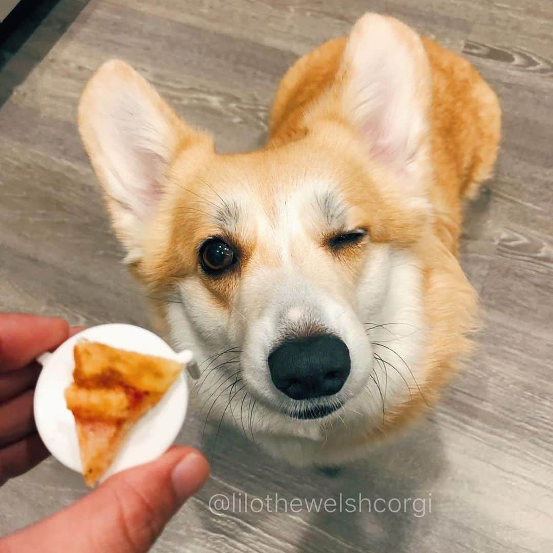 Liloさんのインスタグラム写真 - (LiloInstagram)「I want a pizza you please *wink* 🍕#nationalpizzaday」2月10日 10時02分 - lilothewelshcorgi