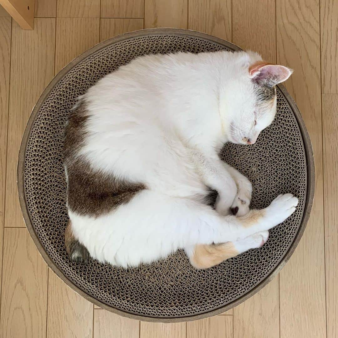 マルのインスタグラム：「🥣ミルクのんで寝るみん ねんねんみんみーん₍^·͈༝·͈^ฅ💤 .  ☆*・・*☆*・・*☆*・・*☆*・・*☆  #ねこ休み展 に参加してます。 詳細はハイライト👆に載せてます。 あにゃたの癒しになれたら嬉しいです₍^·͈༝·͈^ฅ💛  ☆*・・*☆*・・*☆*・・*☆*・・*☆ . . . . #animalabo_official#おねむ #stayhome#癒し#にゃんすたぐらむ #おうち時間#cat#猫#三毛猫#猫との暮らし #ねこすたぐらむ#ペコねこ部#猫壱#catphoto#instagood#cute#ふわもこ部#ねこのきもち」