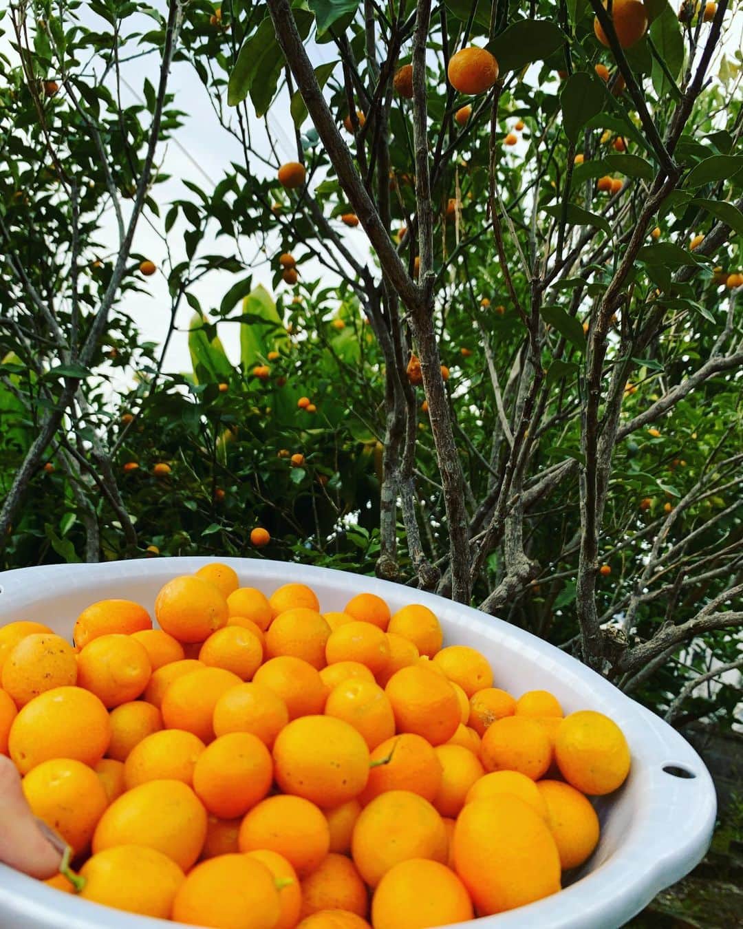 元ちとせさんのインスタグラム写真 - (元ちとせInstagram)「庭の金柑収穫❣️ 美味しい食べ方を教えてもらってますが💦ちゃんと作れるだろうか🤔。。。不安。 それにしてもすんごいいい香り❤️  #金柑 #無農薬 #いい香り #何作ろうかな」2月10日 10時08分 - hajimechitose.official
