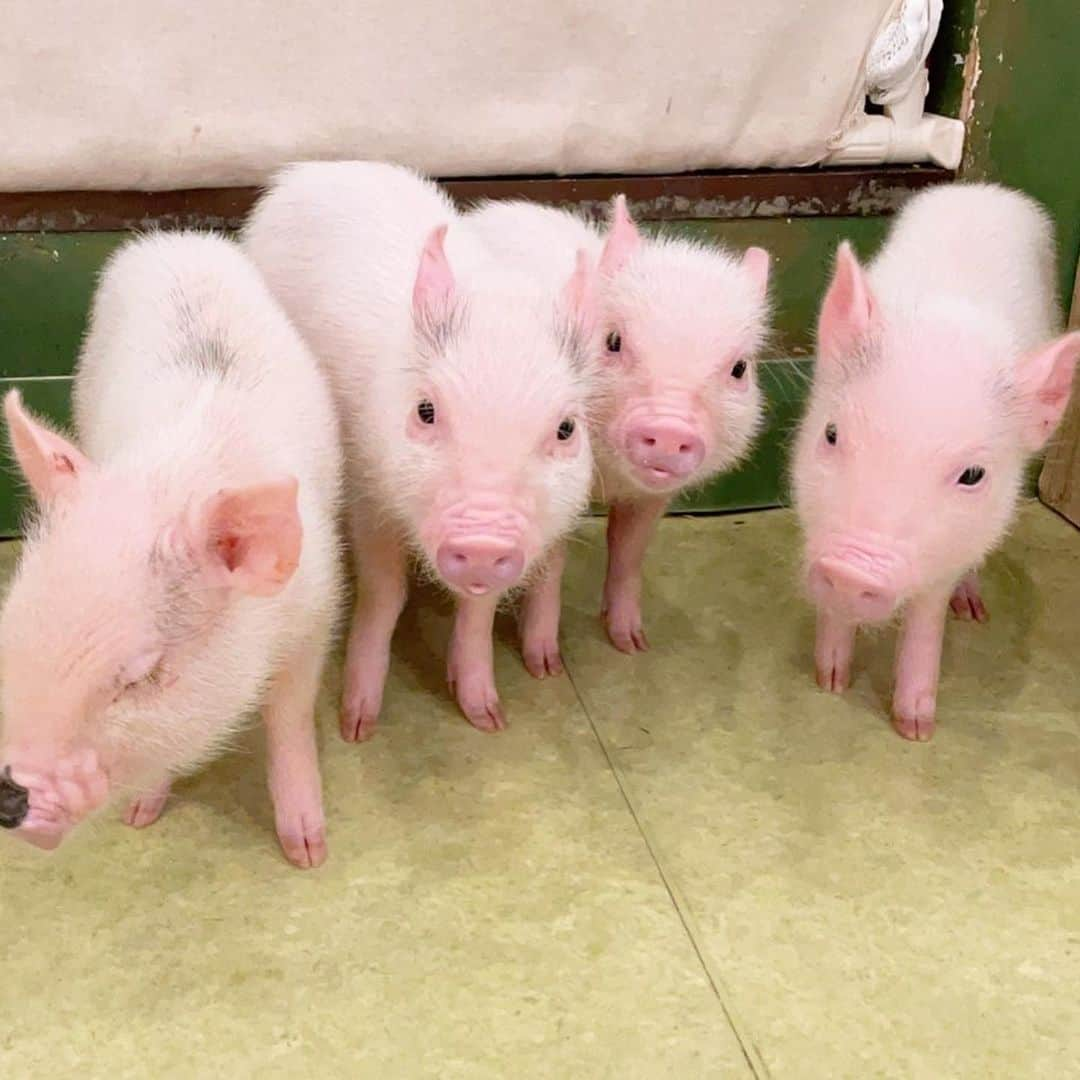 愛花みちるさんのインスタグラム写真 - (愛花みちるInstagram)「ミニブタカフェ最高すぎ🐖💕 飼いたい!というかここに住みたい!  #ミニブタカフェ #ミニブタ #マイクロブタ#マイクロピッグ#東京#原宿#癒し#instagood #instadaily」2月10日 10時26分 - manaka_michiru