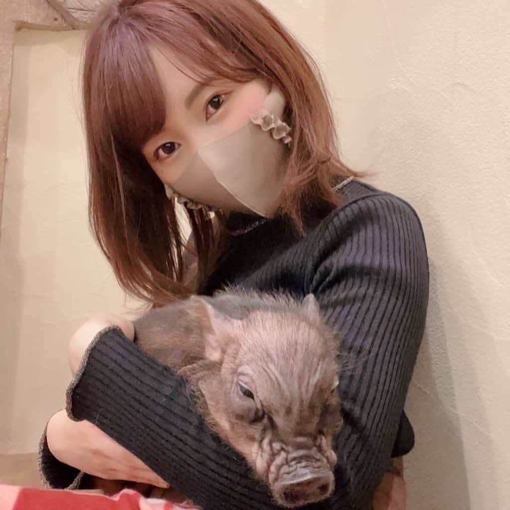 愛花みちるさんのインスタグラム写真 - (愛花みちるInstagram)「ミニブタカフェ最高すぎ🐖💕 飼いたい!というかここに住みたい!  #ミニブタカフェ #ミニブタ #マイクロブタ#マイクロピッグ#東京#原宿#癒し#instagood #instadaily」2月10日 10時26分 - manaka_michiru