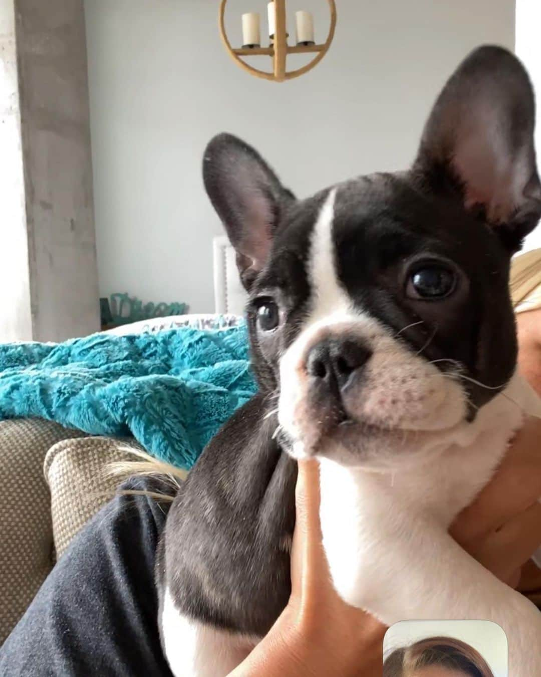 キャサディー・ポープさんのインスタグラム写真 - (キャサディー・ポープInstagram)「My sis got a puppy!! So excited to welcome another Frenchie to the family. The boys love Grifty!! Ok @ashleyjpope time to make him an IG.」2月10日 1時41分 - cassadeepope