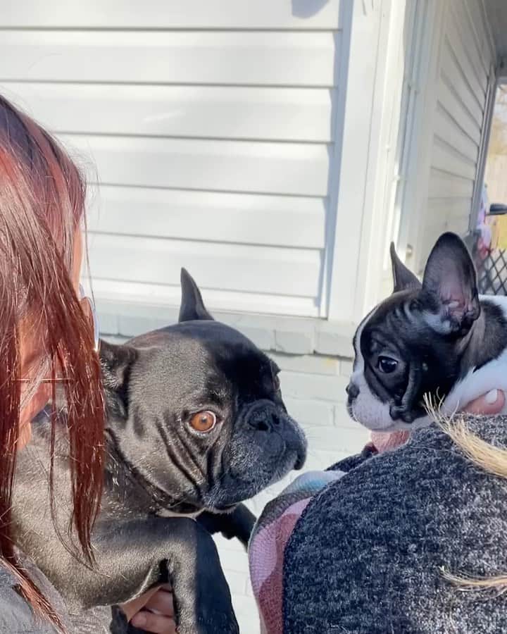 キャサディー・ポープのインスタグラム：「My sis got a puppy!! So excited to welcome another Frenchie to the family. The boys love Grifty!! Ok @ashleyjpope time to make him an IG.」