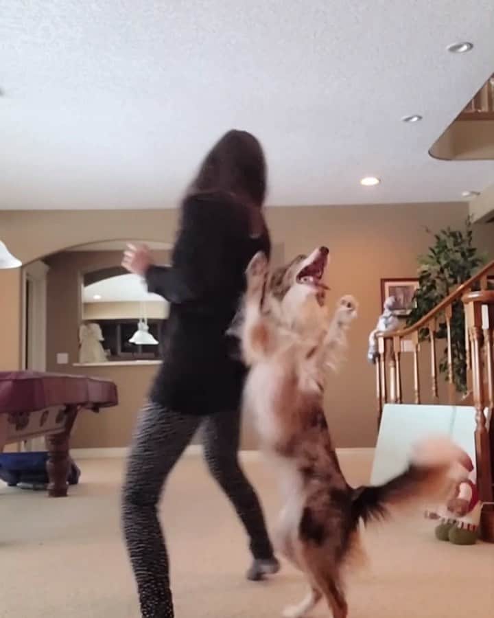 DogsOf Instagramのインスタグラム：「So you think you can dance? @kats_k9s has got all pawfect moves 🕺🏻 🐾  We love to see all the amazing talents of pups around the world! Send us your dog’s tricks for the chance to be featured in our weekly #TrickoftheWeek series!   #dogsofinstagram #tuesdaytricks #dancingdogs」