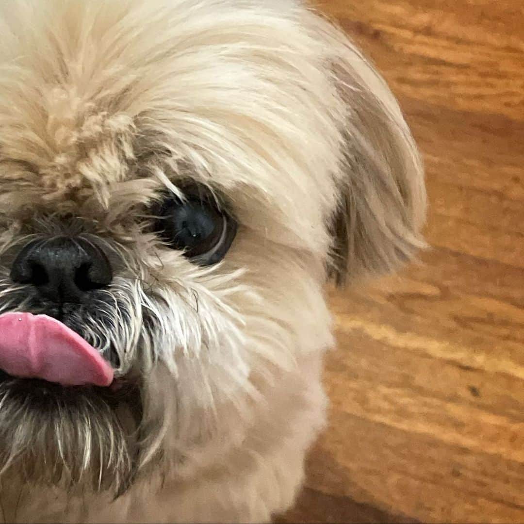Dougie the Shih Tzuのインスタグラム：「#tongueouttuesday」