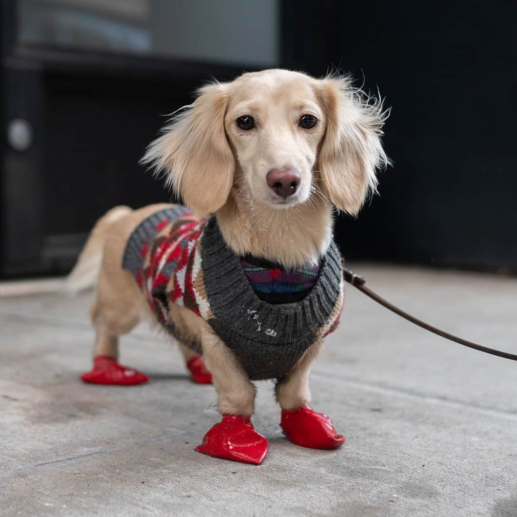 The Dogistさんのインスタグラム写真 - (The DogistInstagram)「Izzy, Dachshund (9 m/o), Gansevoort & Washington St., New York, NY • “She likes the snow with her big clown boots.”」2月10日 1時57分 - thedogist