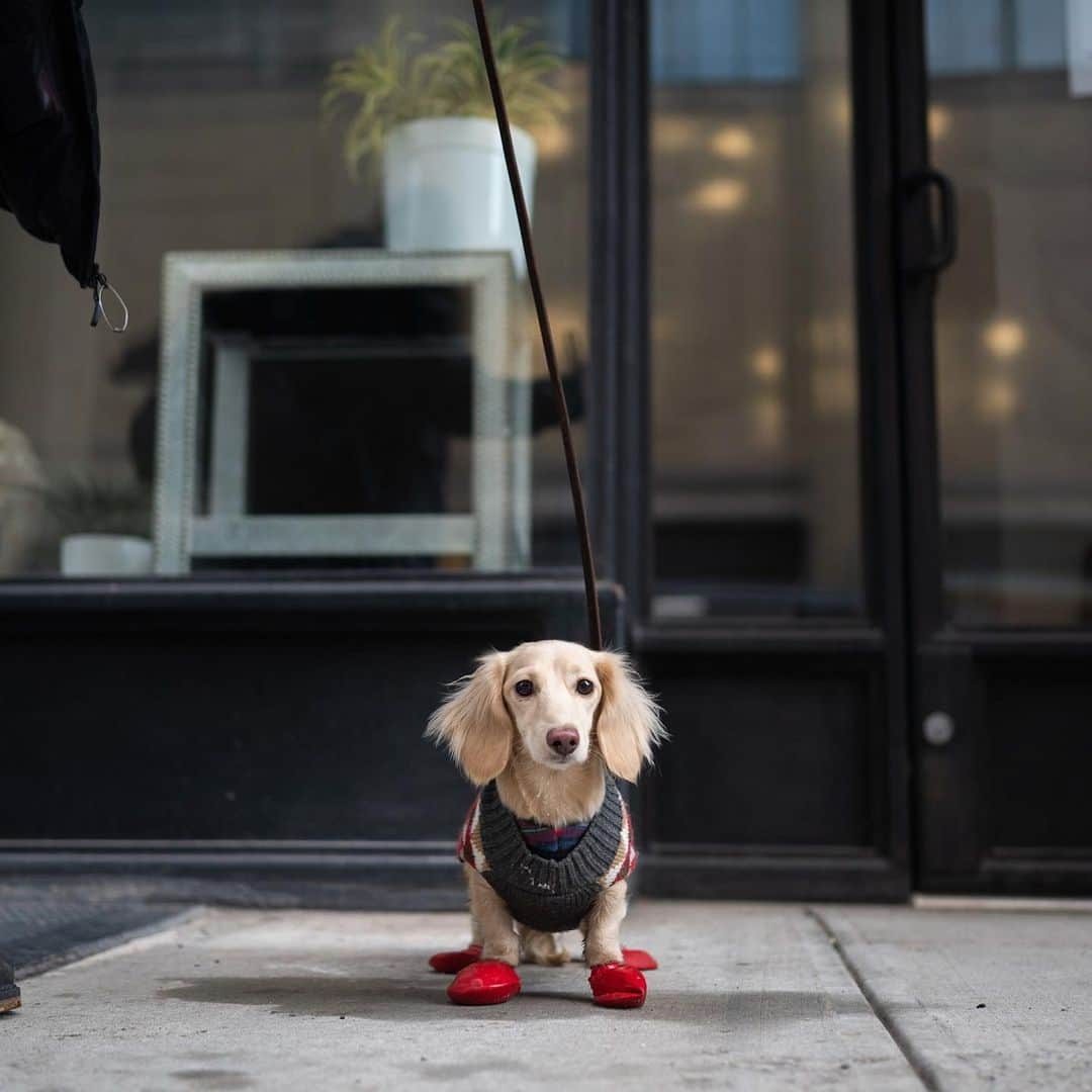 The Dogistさんのインスタグラム写真 - (The DogistInstagram)「Izzy, Dachshund (9 m/o), Gansevoort & Washington St., New York, NY • “She likes the snow with her big clown boots.”」2月10日 1時57分 - thedogist