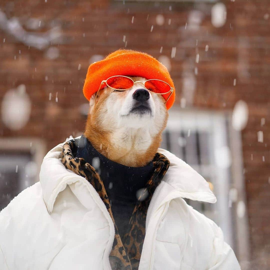 Menswear Dogさんのインスタグラム写真 - (Menswear DogInstagram)「Just a doge, contemplating #Dogecoin in the snow   Should I invest? Drop a 👍 or 👎」2月10日 2時02分 - mensweardog